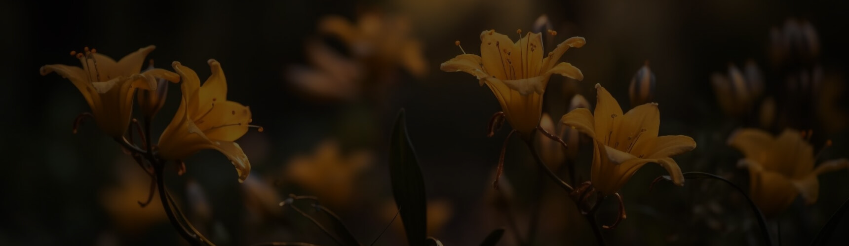 Camera lens close-up, golden bokeh